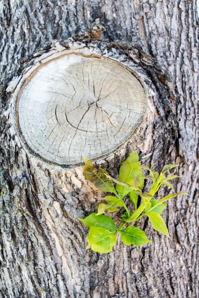 Knot Twig Cut Bark Wood