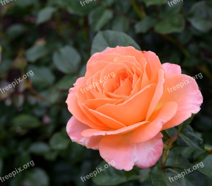 Orange Rose Flower Macro Blossom Garden