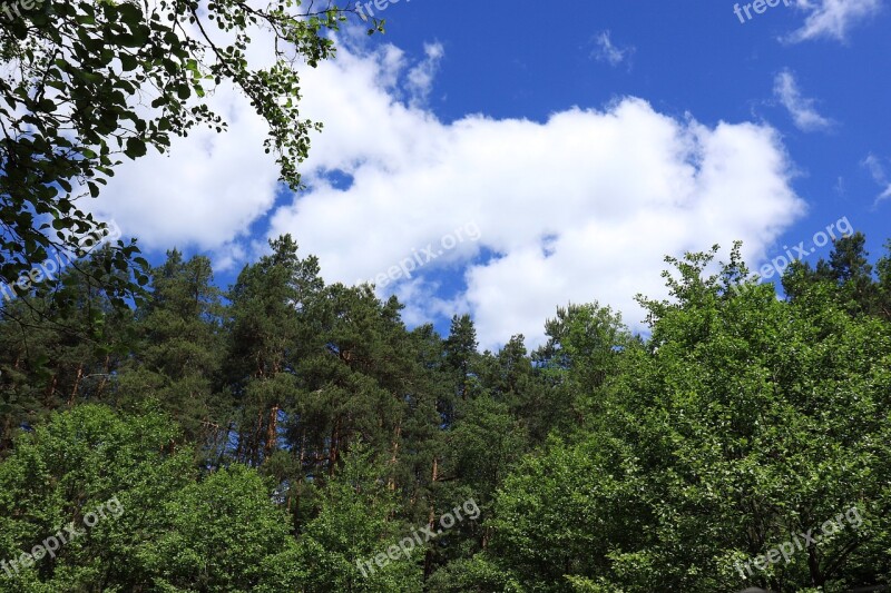 Forest The Nature Reserve Mite Pine Forest Sky