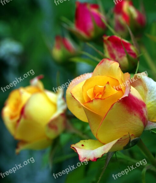 Rose Tea Rose Orange Yellow Rose Petals