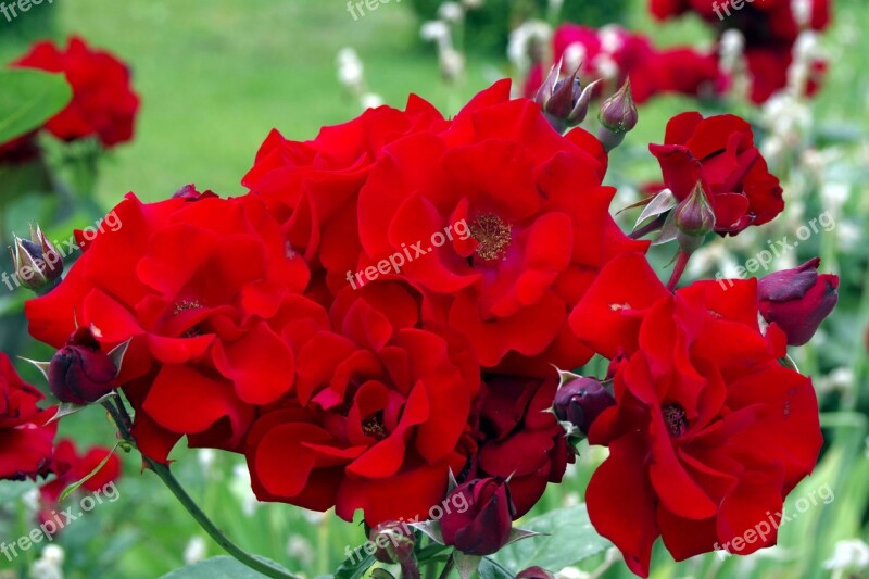 Rose Bright Red Red Purple Flower