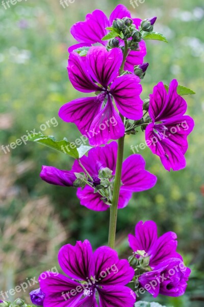 Mallow Wild Mallow Violet Wild Flower Free Photos