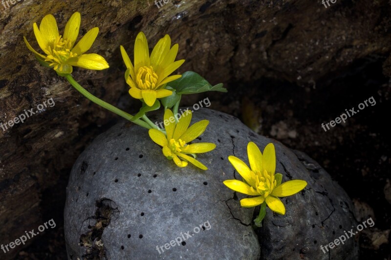 Celandine Flower Spring Forest Flower Spring-celandine