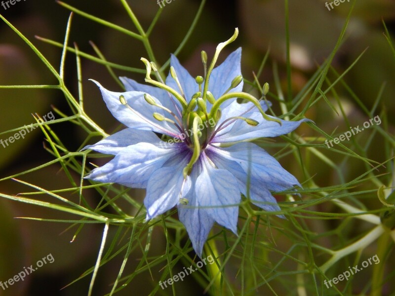 Virgin In The Green Flower Blossom Bloom Blue