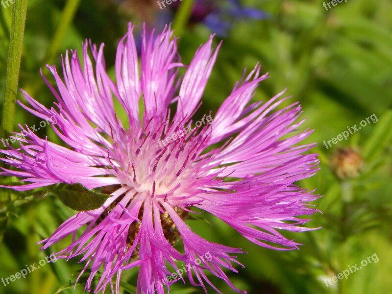 Mountain Knapweed Blossom Bloom Flower Summer