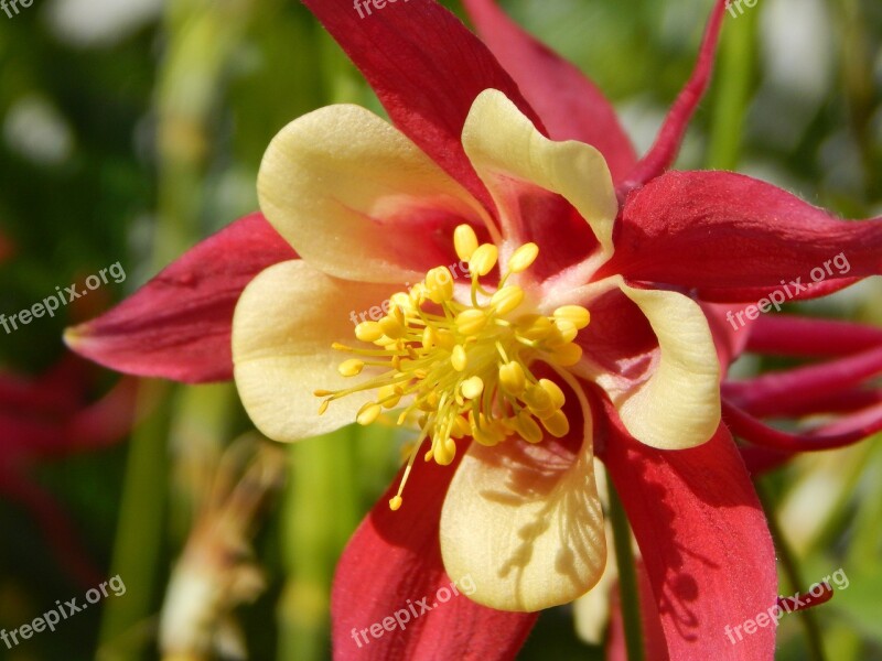 Columbine Flower Summer Flower Blossom Bloom