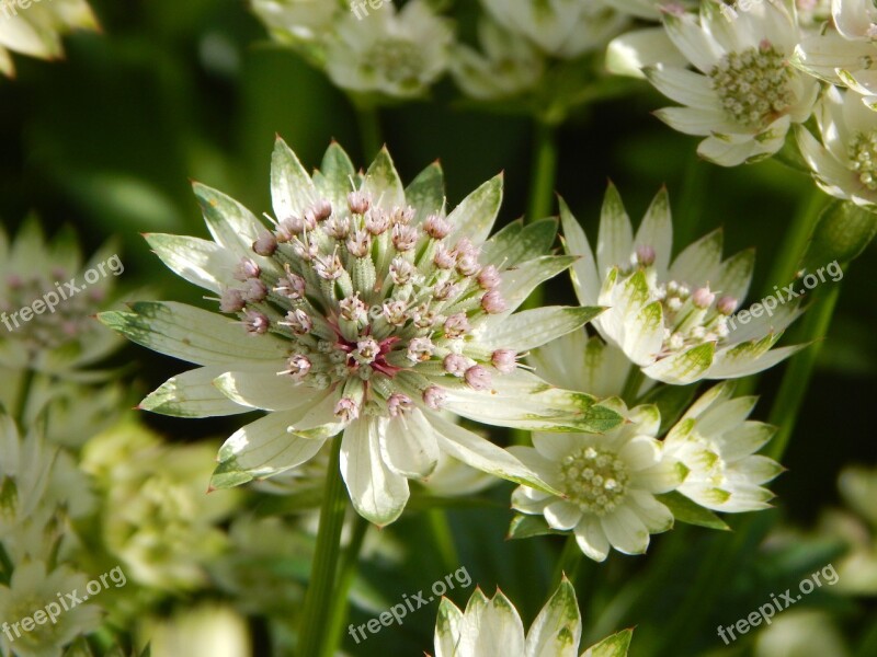 Masterwort Garden Summer Flower Blossom Bloom