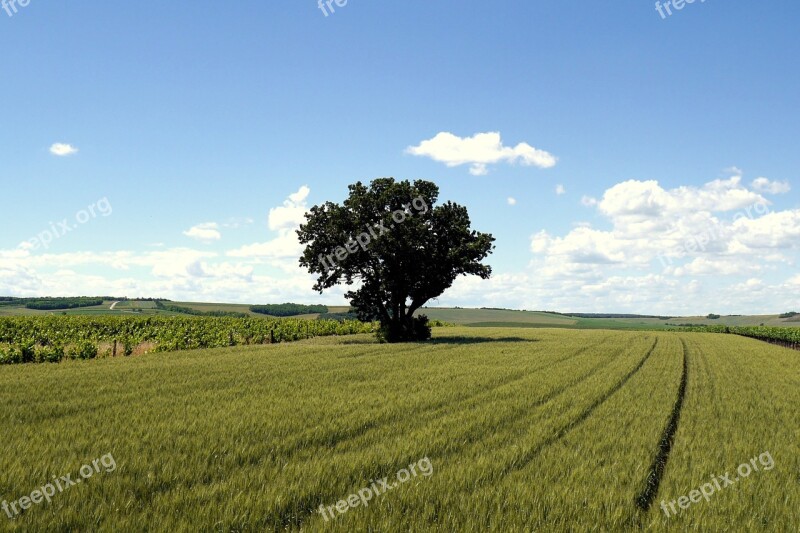 Tree Field The Grain Country Czech