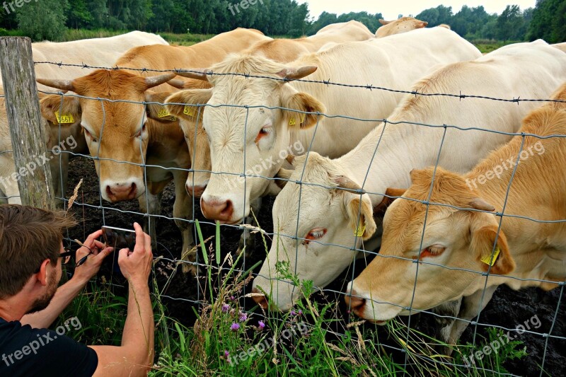 Cow Cattle Herd Livestock Animal Mammal