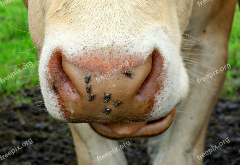 Cow Nose Cow Nose Cow Head Animal