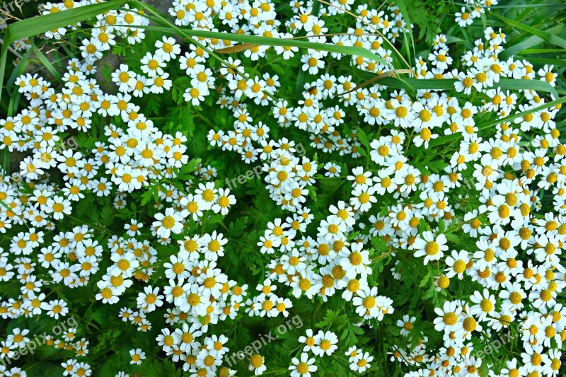 Daisy Ox Eye Daisy Flower Field Of Flowers Field Of Ox Eye Daisies