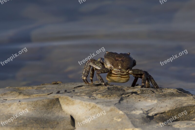 Crab Sea Nature Walks On The Sea Vacation