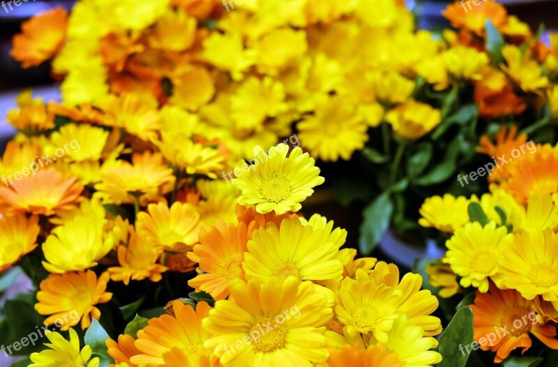 Marigold Flowers Bloom Yellow Orange Blütenmeer