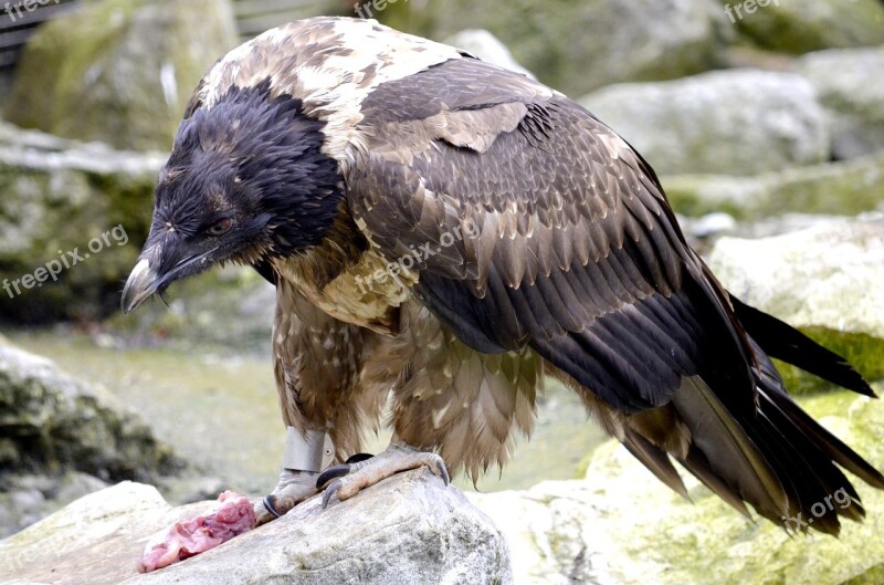 Bearded Vulture Bird Of Prey Eat Meat Raptor