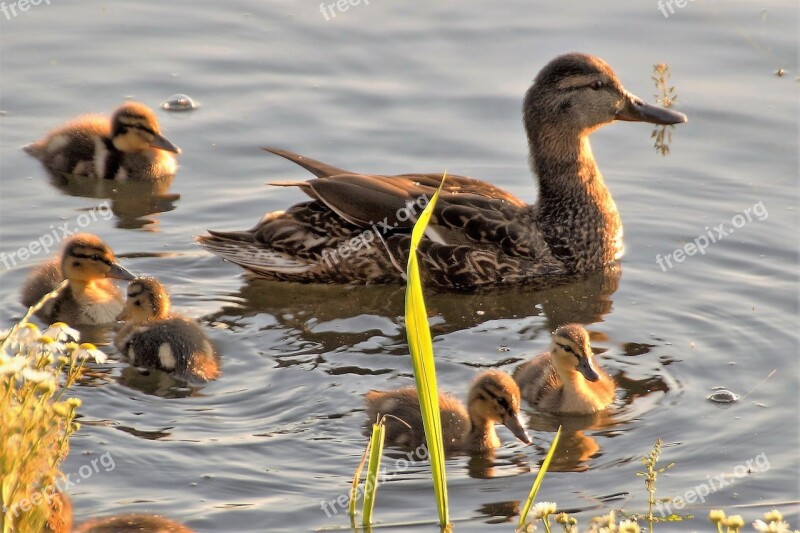 Duck Water Bird Wild Pond Ducks