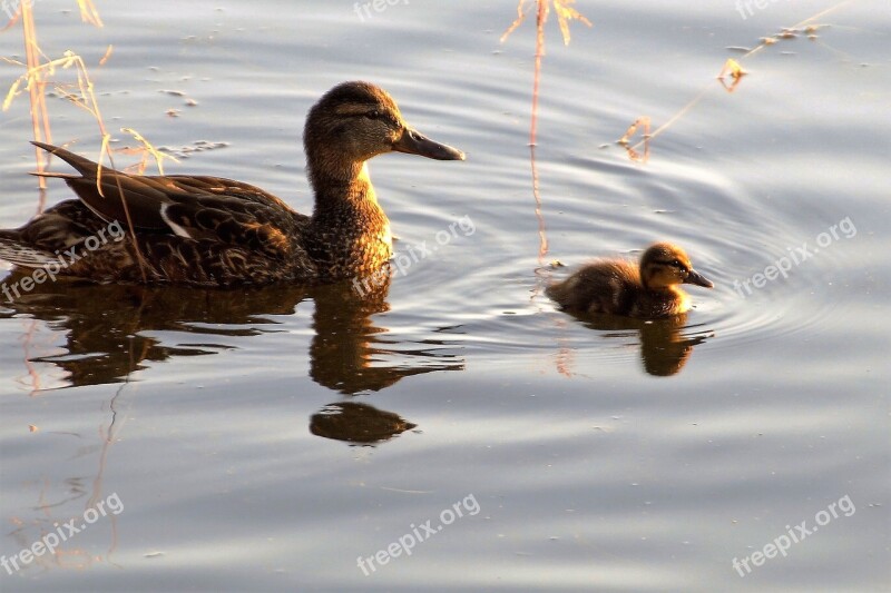 Duck Spinning Top Duckling Cub Animal