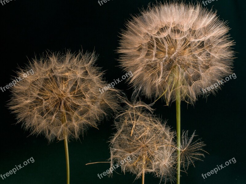 Giant-pusteblume Meadows Dubius Tragopogon Pratensis Macro Infructescence