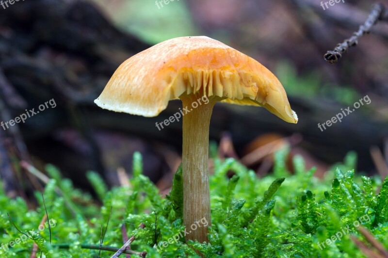 Forest Mushrooms Forest Floor Moss Boxer Shorts