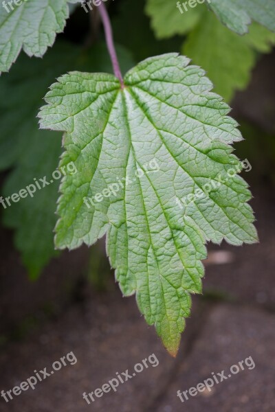 Leaf Green Green Leaf Leaf Structure Garden