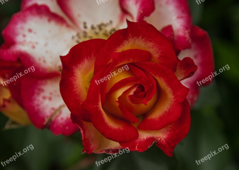 Flower Pink Rosebush Red Free Photos