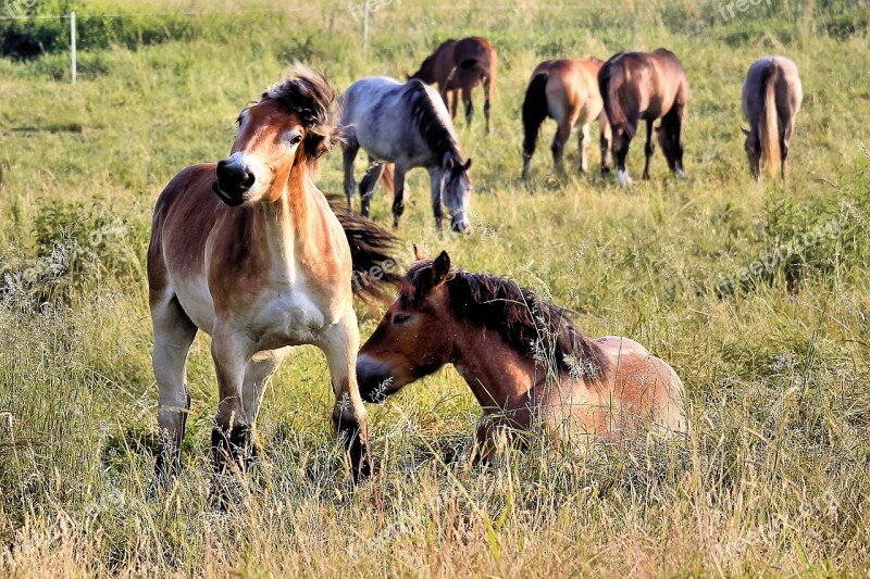 Horses Pasture Sleep Graze Free Photos