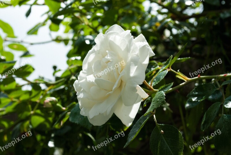 Rose White Nature Blossom Bloom