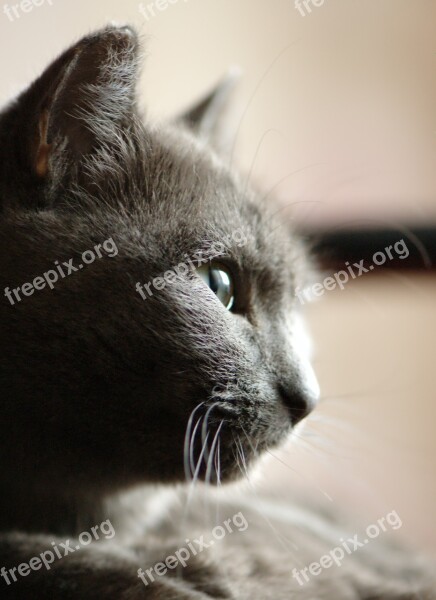 Grey Cat Portrait Profile Snout