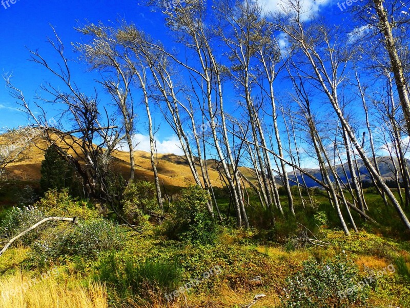 Pass Hill Mountains Tree Nature