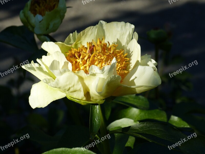 Pion White Yellow Garden Summer