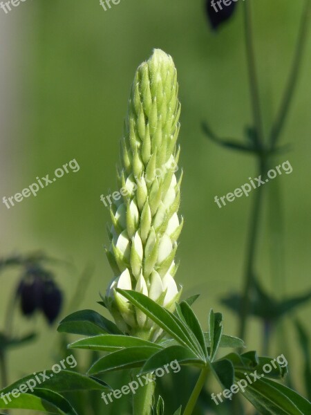 Lupin White Leaf Summer Green