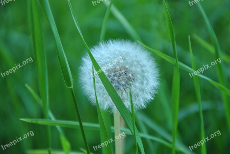 Dandelion Grass Spring Meadow Common Dandelion