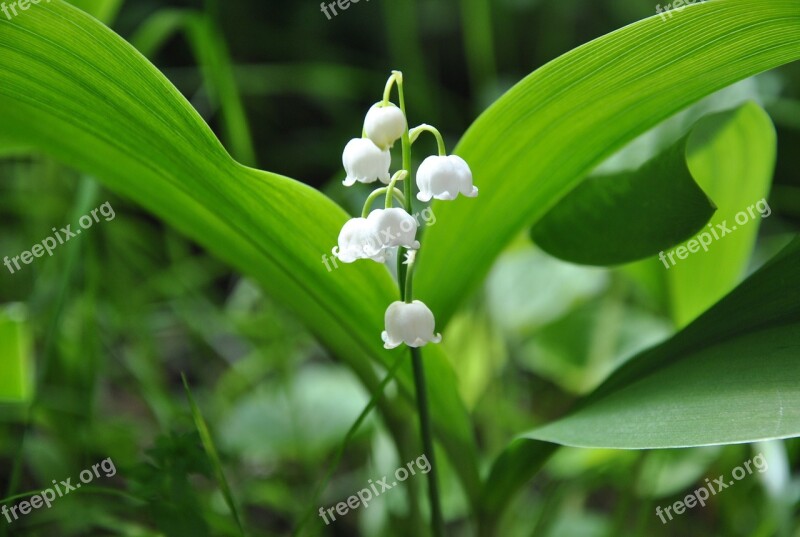 Lily Of The Valley Nature Spring Flower Plant