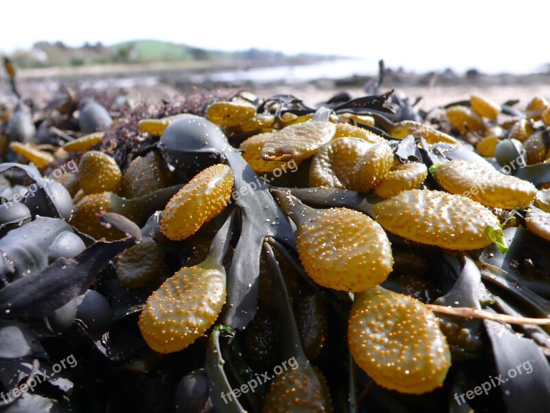 Kelp Seaweed Sea Beach Coast