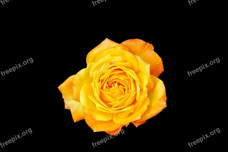 Rose Orange Free Blossom Bloom