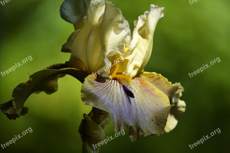 Bearded Iris Tan Iris Garden Flower Summer