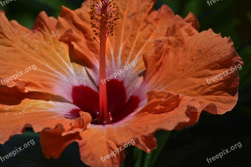 Hibiscus Orange And Red Flower Garden Tropical Hawaii Floral