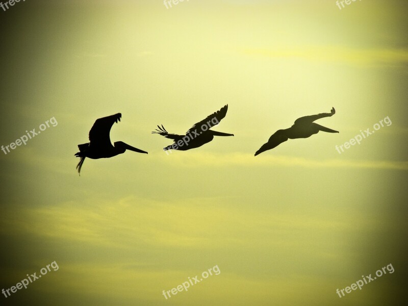 Flight Birds Sky Birds In Flight Fly