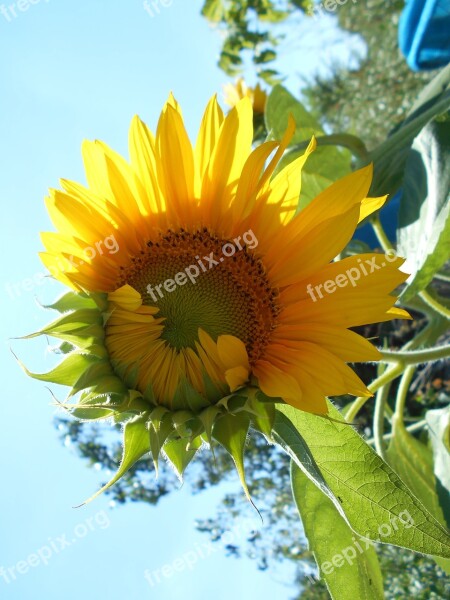 Sunflower Flower Yellow Nature Pipes