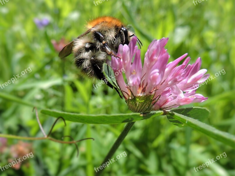 Hummel Red Clover Meadow Clover Flower Pink