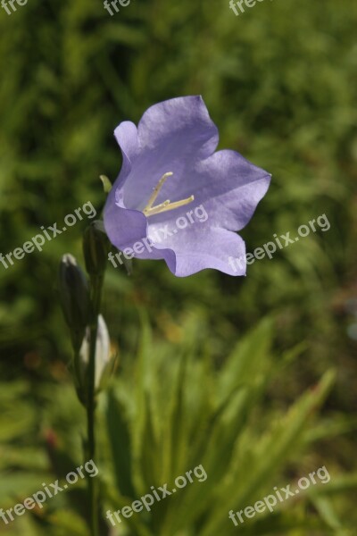 Blossom Bloom Bellflower Spring Nature