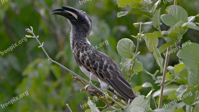 Africa Toko Bird Ocyceros Griseus Long Beak