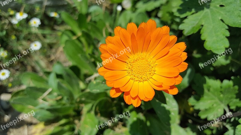 Calendula Marigold Calendula Officinalis Pot Marigold English Marigold