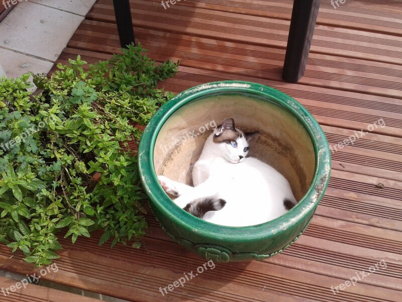 Cat Animal Adorable Happy Flower Bed