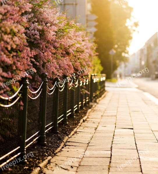 Flowering Shrubs Pavement City Street Paving