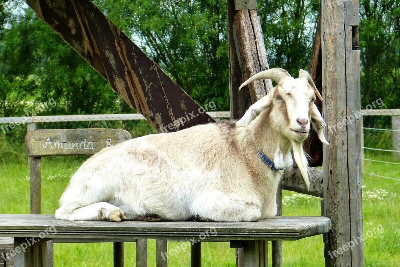 Goat Sheep Nature Billy Goat Horns