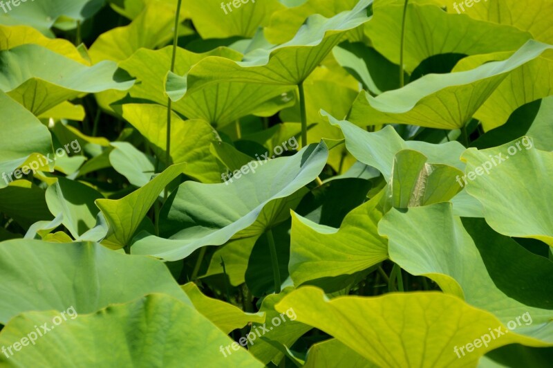 Green Botany Leaf Exotic Park