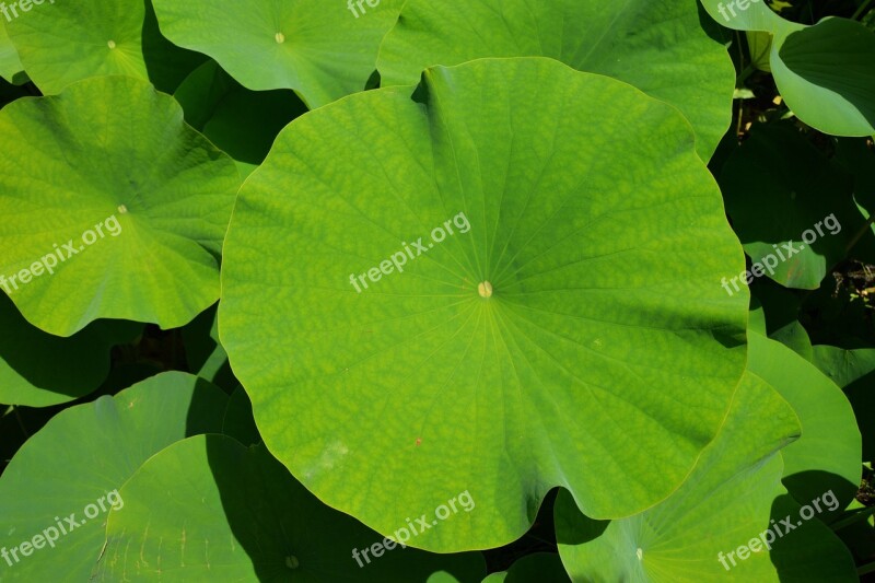 Green Botany Leaf Exotic Park