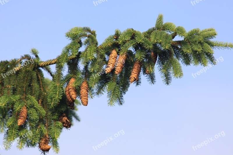 Norway Spruce Spruce Spruce Needle Spruce Cone Picea Abies