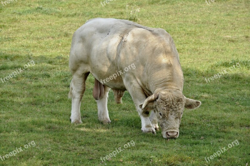 Mammal Animal Beef Bull Charolais