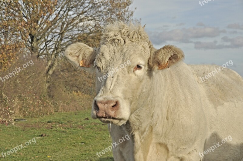 Mammal Animal Beef Cow Charolais